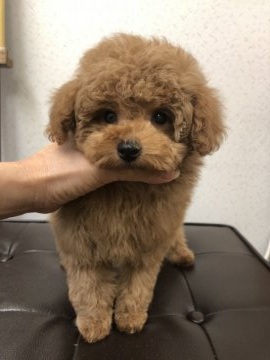 トイプードル(ティーカップ)【神奈川県・男の子・2021年1月18日・レッド】の写真「人間も犬も大好き♡懐こくて可愛い男の子♪」