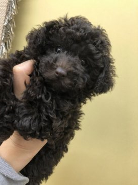トイプードル(タイニー)【神奈川県・女の子・2020年10月6日・ブラウン】の写真「人間大好き、犬も大好き、ＰＲＡクリア、血統優秀！」