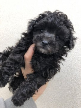 トイプードル(ティーカップ)【神奈川県・男の子・2021年12月16日・シルバー】の写真「人間も犬も大好き♪懐こくて可愛い♪PRAクリア」