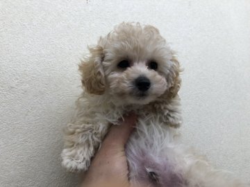 トイプードル(タイニー)【神奈川県・男の子・2021年11月27日・アプリコット、クリーム】の写真「人間も犬も大好き♪懐こくて可愛い♪PRAクリア」