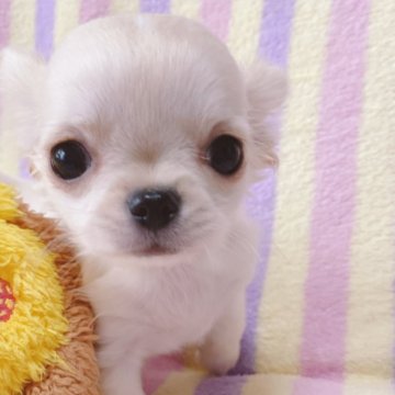 チワワ(ロング)【埼玉県・男の子・2024年12月21日・ホワイト&クリーム】の写真「優しい男の子♪ご見学後一緒に帰れます！」