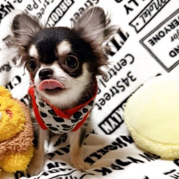 チワワ(ロング)【埼玉県・男の子・2025年7月1日・ブラッククリーム】の写真「とても可愛い男の子♡一緒に帰れます！」