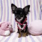 チワワ(ロング)【埼玉県・女の子・2025年6月27日・ブラックタン】の写真1「お写真は緊張していますがお目目の優しい可愛い子です♪」