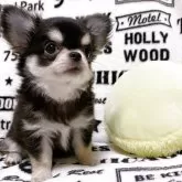 チワワ(ロング)