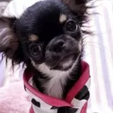 チワワ(ロング)【埼玉県・女の子・2025年6月27日・ブラックタン】の写真3「お顔黒い子も可愛いです♡」