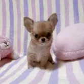 チワワ(ロング)【埼玉県・女の子・2025年9月17日・フォーン】の写真3