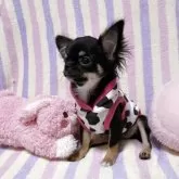 チワワ(ロング)【埼玉県・女の子・2025年6月27日・ブラックタン】の写真6