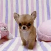 チワワ(ロング)【埼玉県・女の子・2025年9月17日・フォーン】の写真9