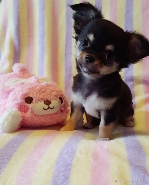 クロミ 様のお迎えした子犬