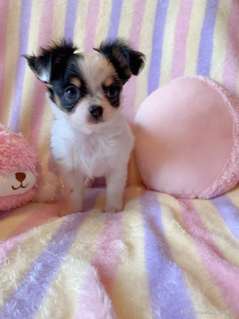 TsuChi 様のお迎えした子犬