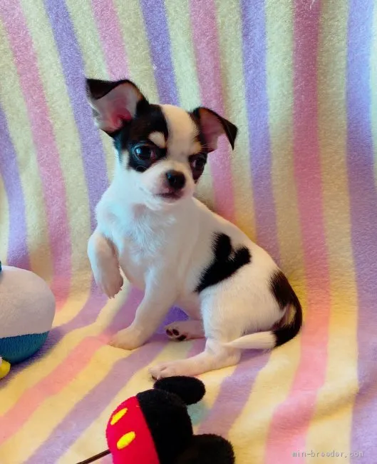 T.O 様のお迎えした子犬