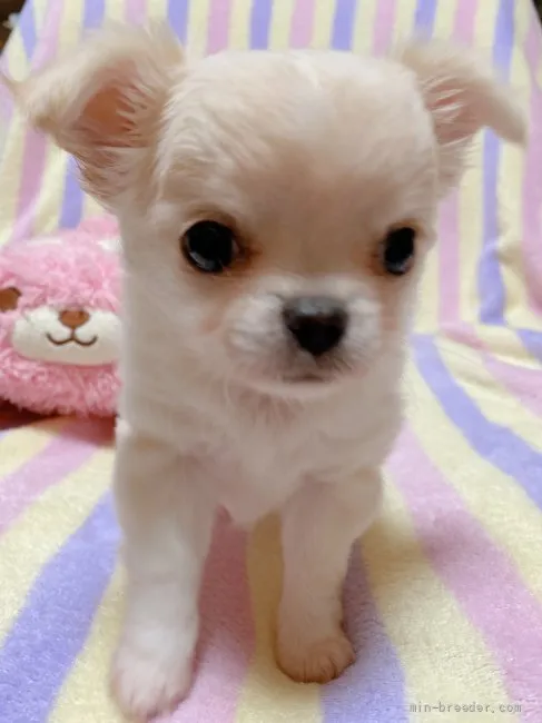 mai 様のお迎えした子犬