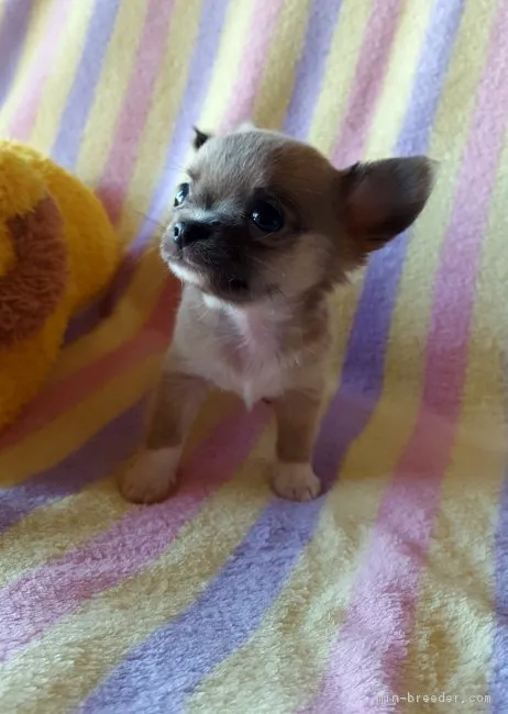 ノブ 様のお迎えした子犬