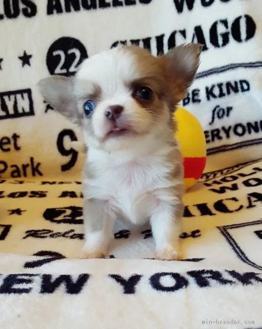 さっちん 様のお迎えした子犬