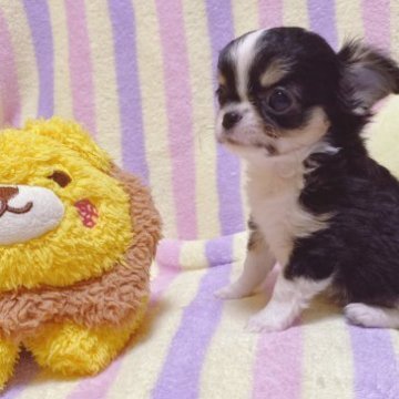 チワワ(ロング)【埼玉県・男の子・2023年9月14日・ブラックタンホワイト】の写真「元気いっぱい可愛い男の子♪」