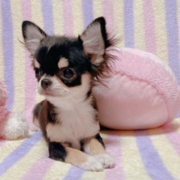 チワワ(ロング)【埼玉県・女の子・2022年8月7日・ブラッククリームホワイト】の写真「お顔の可愛い子♪ ワクチン完了しているので安心です」