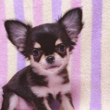 チワワ(ロング)【埼玉県・女の子・2022年8月7日・ブラックタン】の写真「おっとり優しい女の子♪」