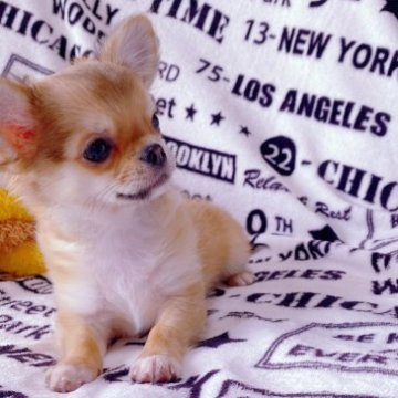 チワワ(ロング)【埼玉県・男の子・2022年12月29日・レッド】の写真「元気いっぱい可愛い男の子♪」