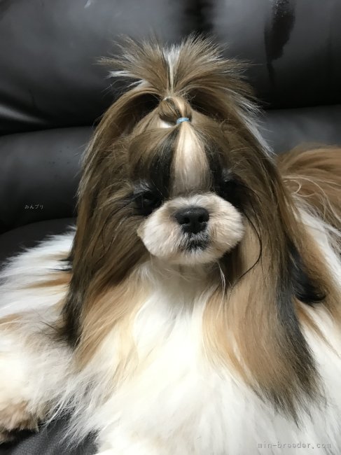 鈴木理恵ブリーダー