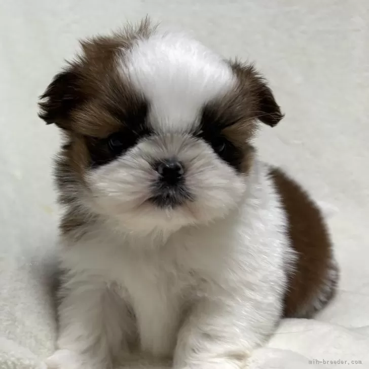 ID：2501-01810の子犬