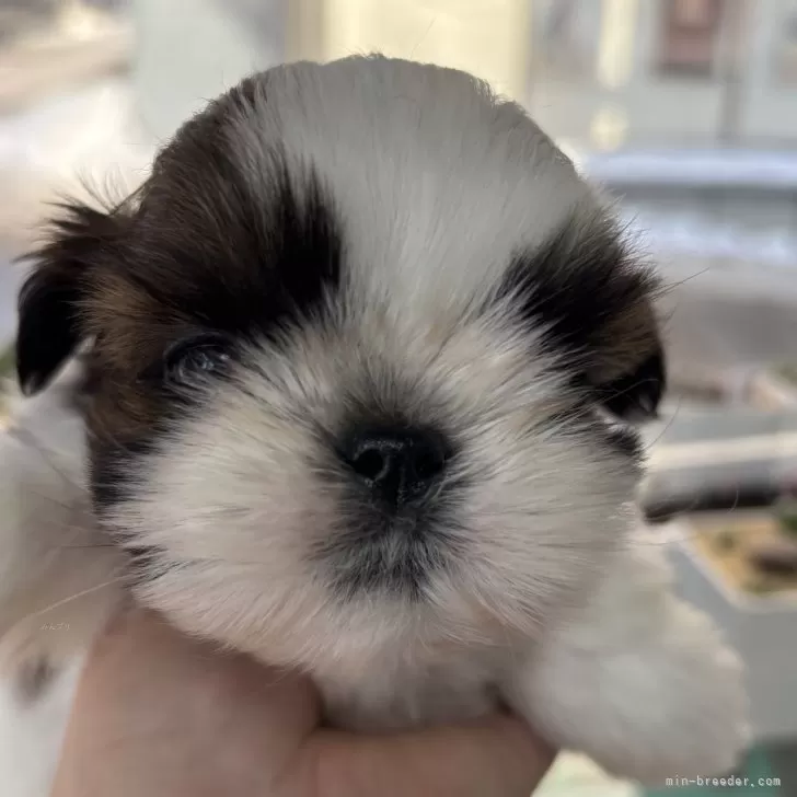 ID：2501-05493の子犬