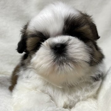 シーズー【北海道・男の子・2024年12月12日・ゴールドアンドホワイト⸜ ෆ ⸝‍】の写真「お利口さん⸜ ෆ ⸝‍」