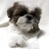 シーズー