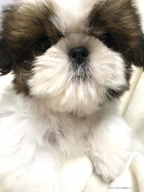 ID:2110-03422の子犬