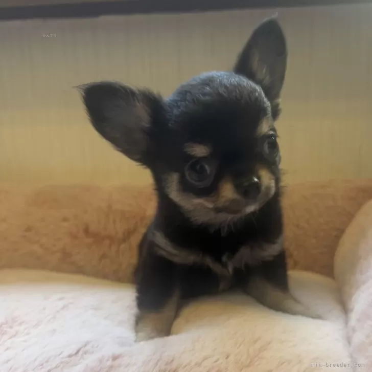 ID:2408-07884の子犬