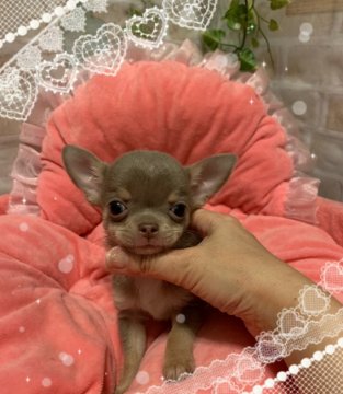 チワワ(スムース)【兵庫県・女の子・2019年4月29日・イザベラ&クリーム】の写真「レアカラーの女の子❤️」