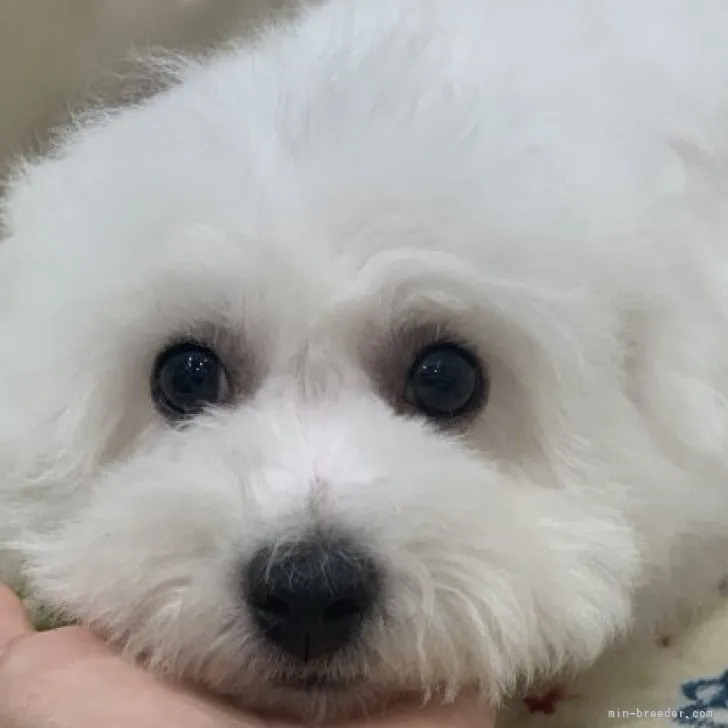 バス運転手 様のお迎えした子犬