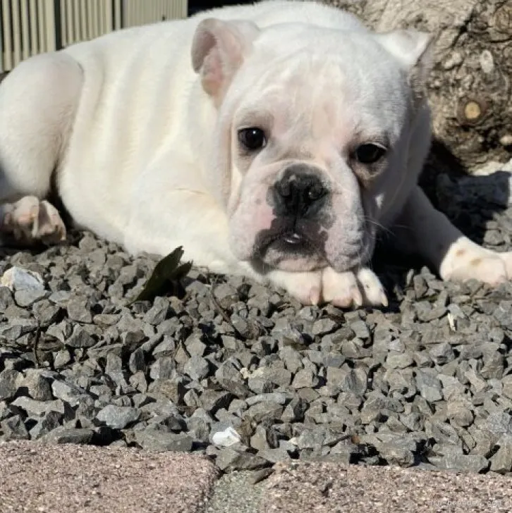 てんつく 様のお迎えした子犬