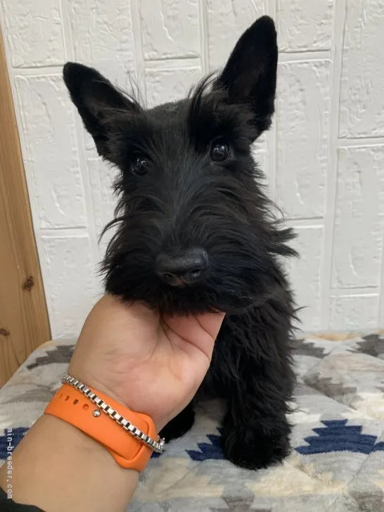 ID:2112-02215の子犬