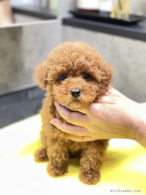 ID:2204-02706の子犬