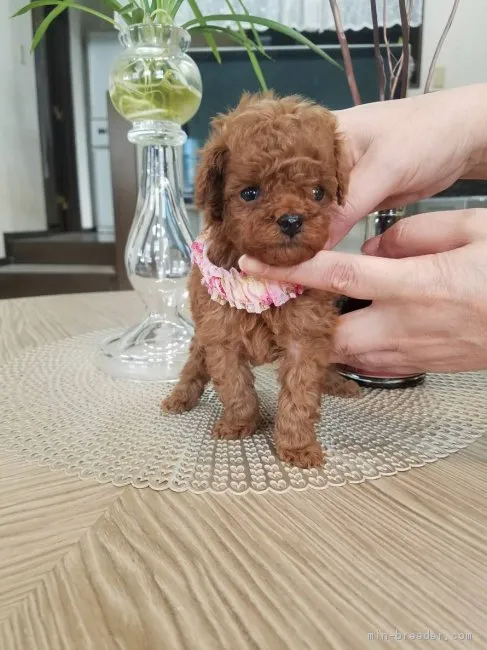ID:1811-00351の子犬