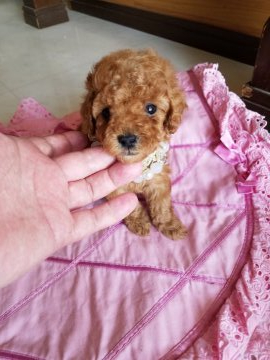 トイプードル(トイ)【群馬県・女の子・2020年1月17日・レッド】の写真「やさしいレッド色」