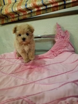 マルプー(ティーカッププードル×マルチーズ) ♂【群馬県・男の子・2019年9月27日・アプリコット】の写真「やさしいカラーの大人しい子」