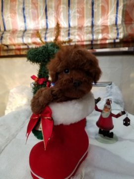 トイプードル(タイニー)【群馬県・男の子・2019年10月5日・レッド】の写真「クリスマス　特別企画　早い者勝ちです」