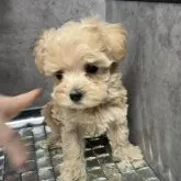 マルプー(マルチーズ×トイプードル)【群馬県・男の子・2023年9月9日・アプリコット】の写真1