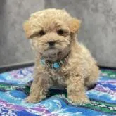 マルプー(タイニープードル×マルチーズ) ♂【群馬県・男の子・2022年5月14日・アプリコット】の写真1