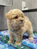 マルプー(タイニープードル×マルチーズ) ♂【群馬県・男の子・2022年5月14日・アプリコット】の写真3