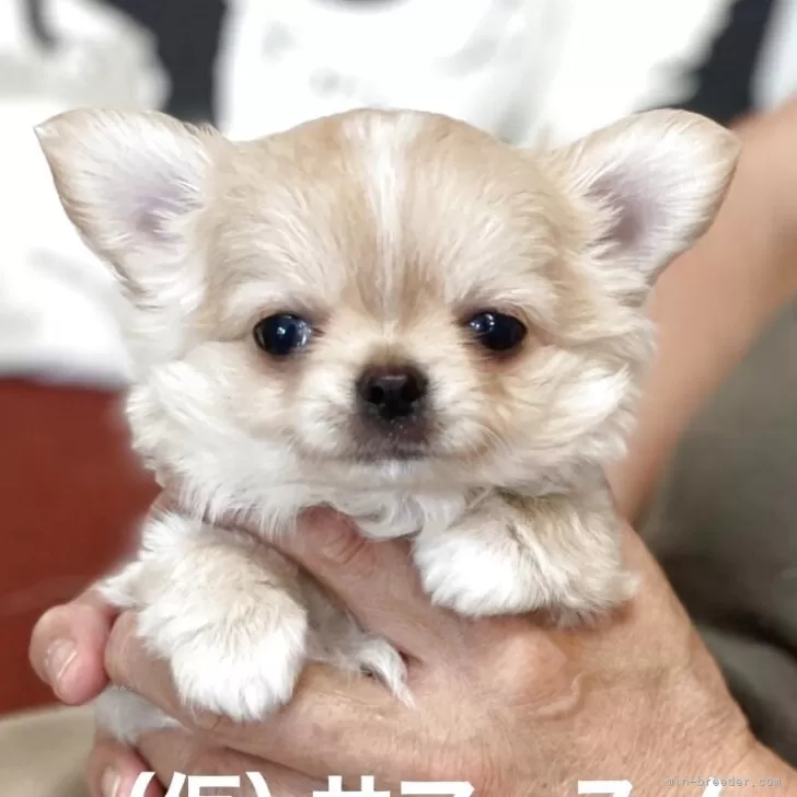 ID：2507-02039の子犬