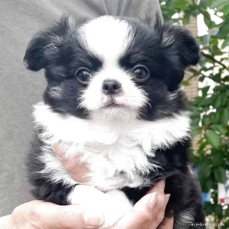 H.I 様のお迎えした子犬