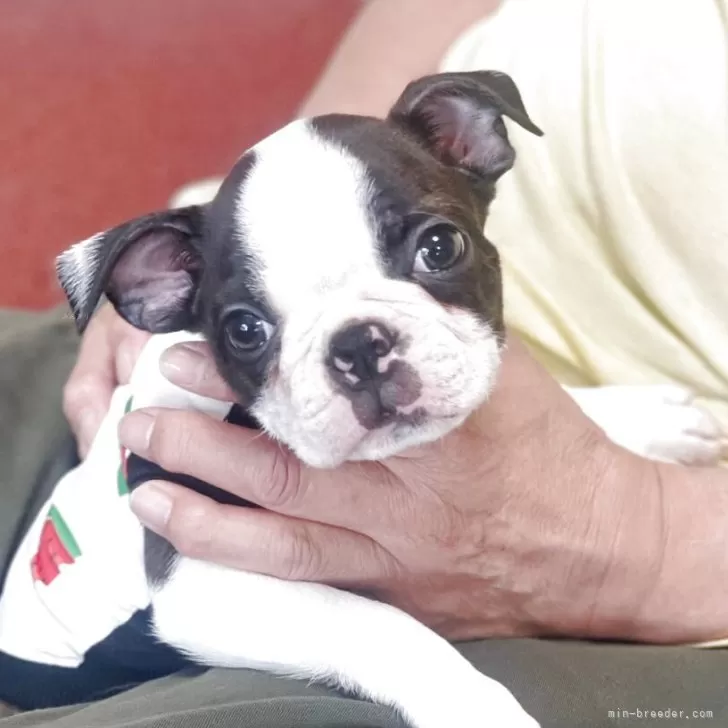 ID：2507-07380の子犬