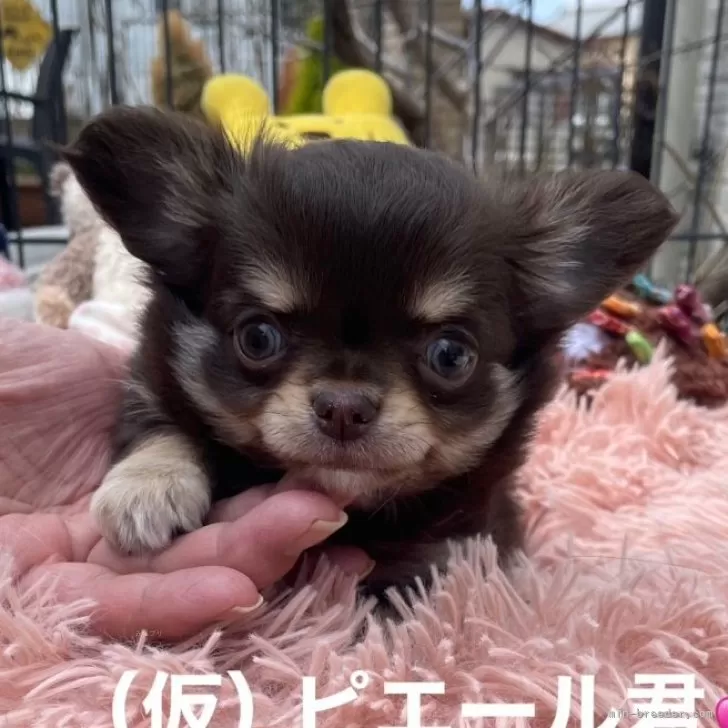 pino 様のお迎えした子犬
