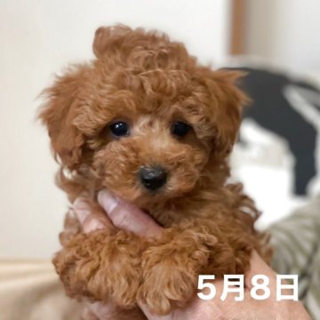 タイニープードル【静岡県・女の子・2025年3月22日・レッド】の写真「最初はシャイ慣れたらヨシヨシお願いするWATSHI」