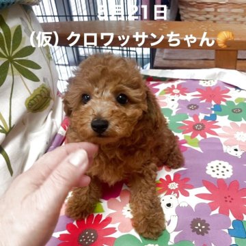 タイニープードル【静岡県・女の子・2025年3月22日・レッド】の写真「ぴょんぴょん元気なMAMAにそっくりなわたし♡」