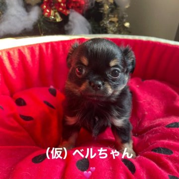 チワワ(ロング)【静岡県・女の子・2024年10月5日・ブラックタン】の写真「小振りで可愛い　控えめだけどシッポふりふりは全力！」