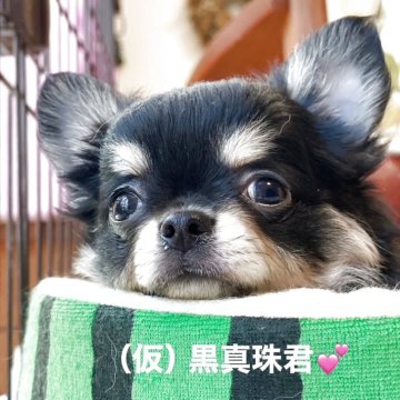 チワワ(ロング)【静岡県・男の子・2025年5月15日・ブラック&タン】の写真「いつもヘソ天で豪快に寝るのが好きなBOKU」