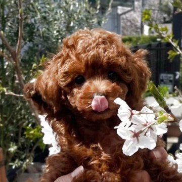 トイプードル(ティーカップ)【静岡県・女の子・2025年1月29日・レッド】の写真「ニコママそっくり～いつもニコニコ笑顔の女の子です。」